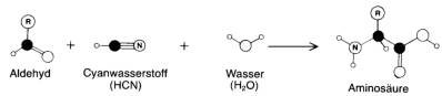 Entstehung einer Aminosure