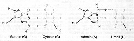Die organischen Basen